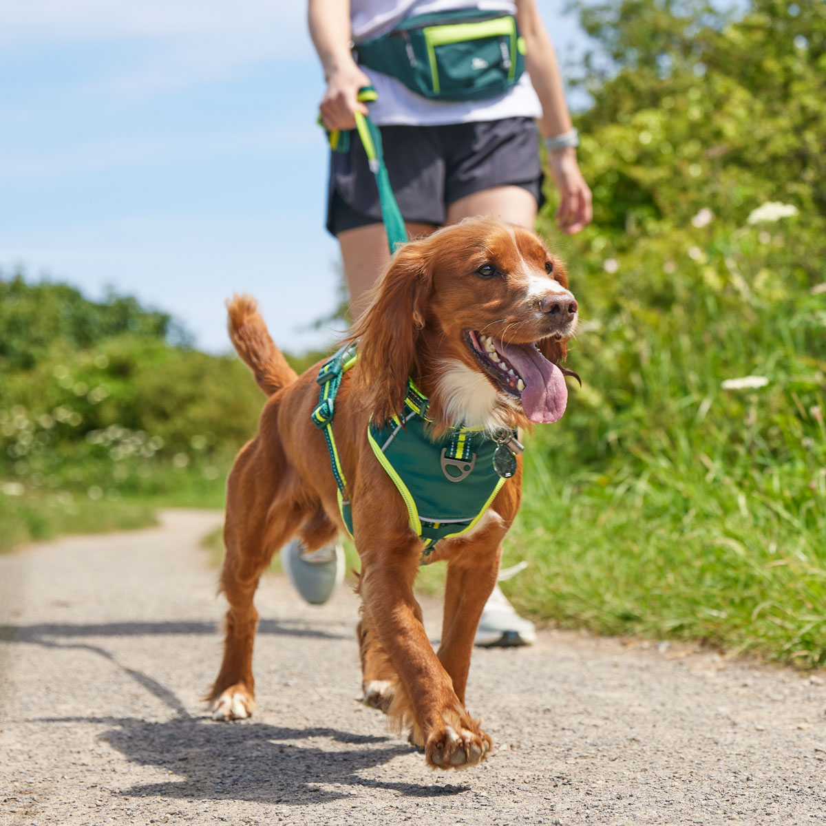Outdoor dog harness lifestyle photography cocker spaniel Dog wearing green harness during outdoor lifestyle photography for pet brand marketing