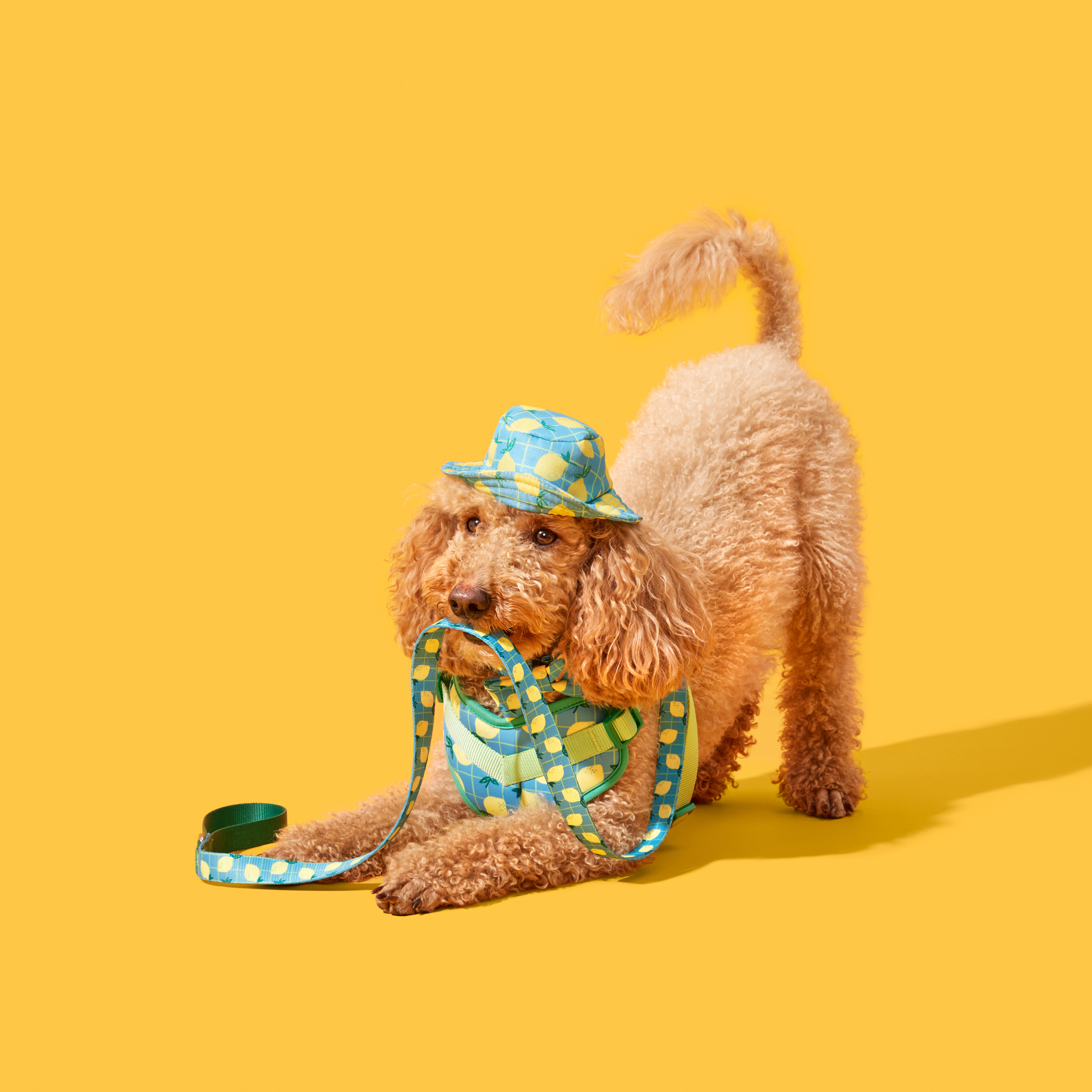 Studio portrait of a Toy Poodle dog wearing pet accessories and holding a lead against a yellow background for a commercial pet brand campaign