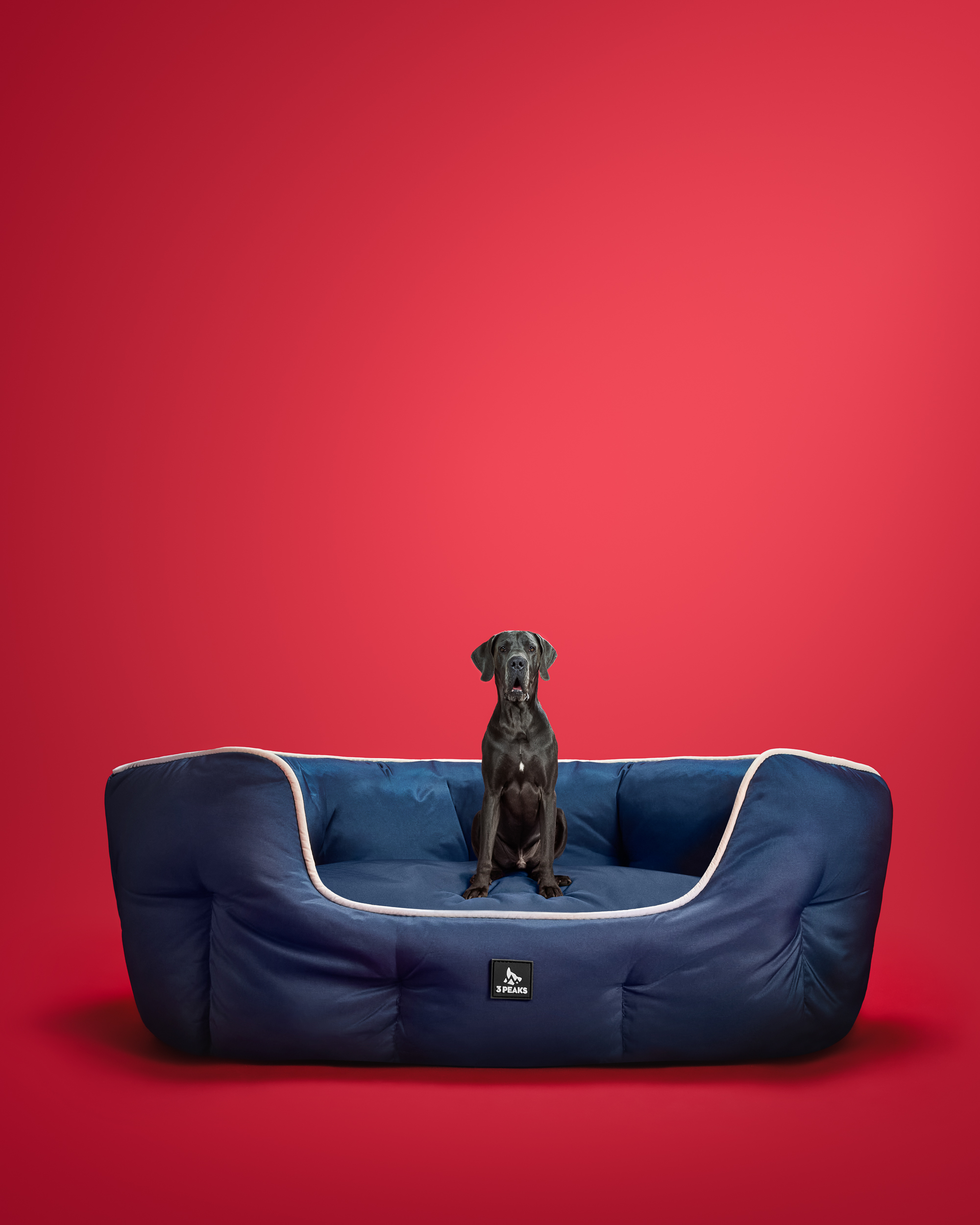 Studio portrait of a great dane sitting in a dog bed against a red background for a commercial pet product shoot