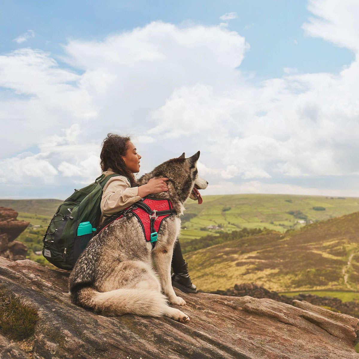 Outdoor dog lifestyle photography – commercial shoot Lifestyle photography of a Husky dog wearing a harness while hiking outdoors for a commercial pet brand campaign