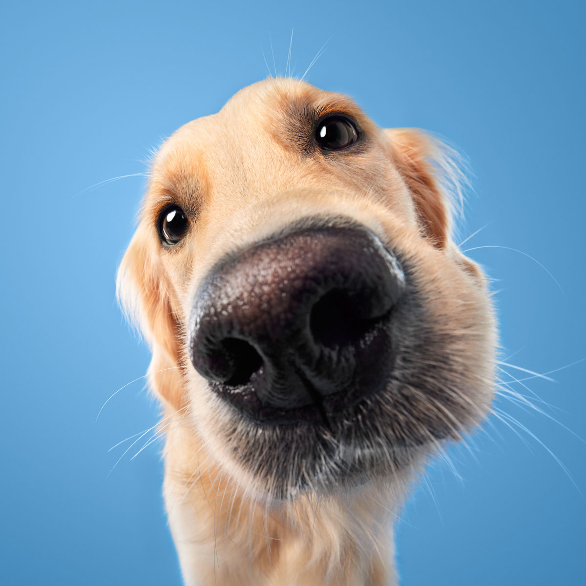 Creative close-up dog photography – studio portrait Close-up studio portrait of a Golden Retriever face against a blue background for a commercial pet brand campaign