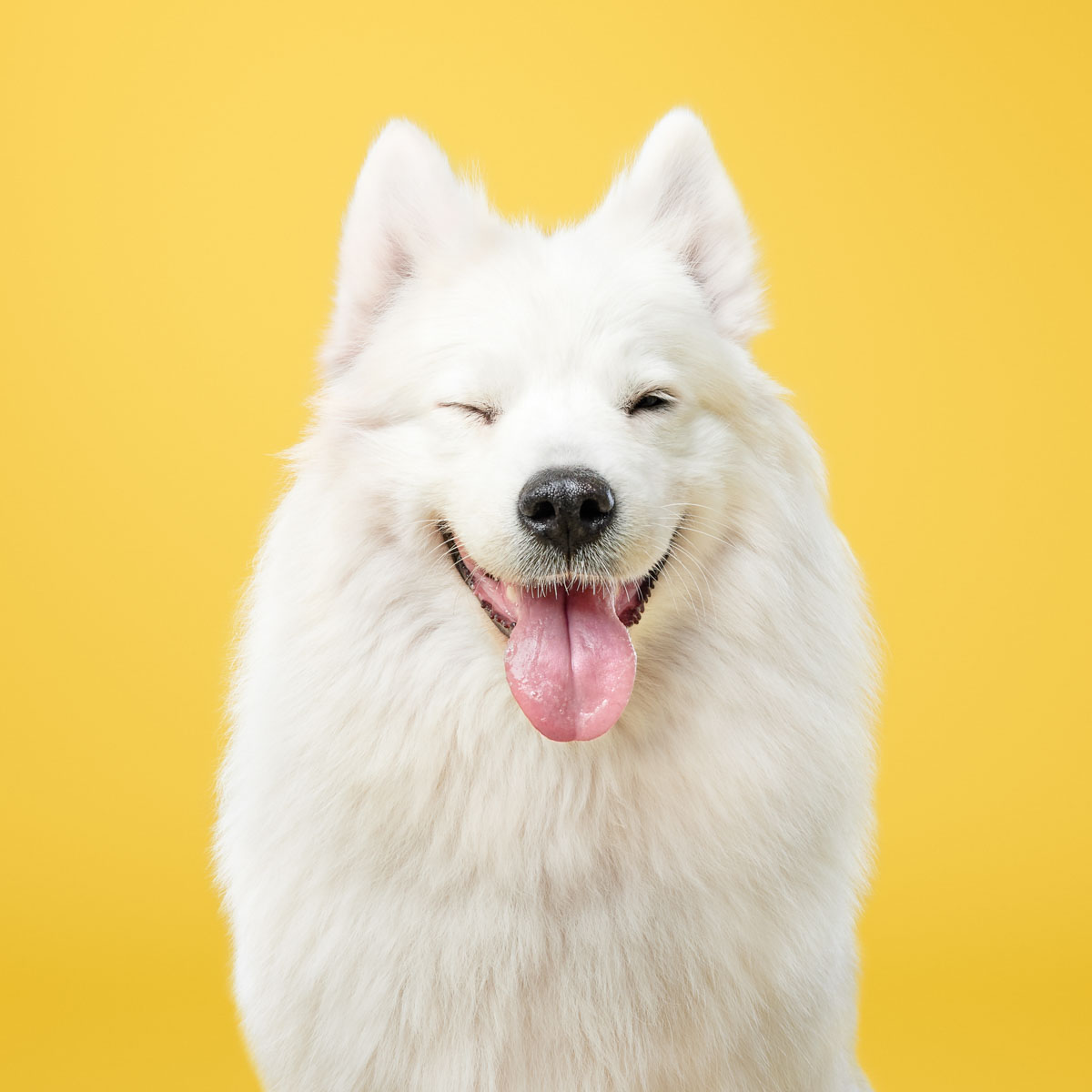 Studio pet portrait photography – commercial shoot Studio pet portrait of samoyed dog photographed against yellow background for commercial use