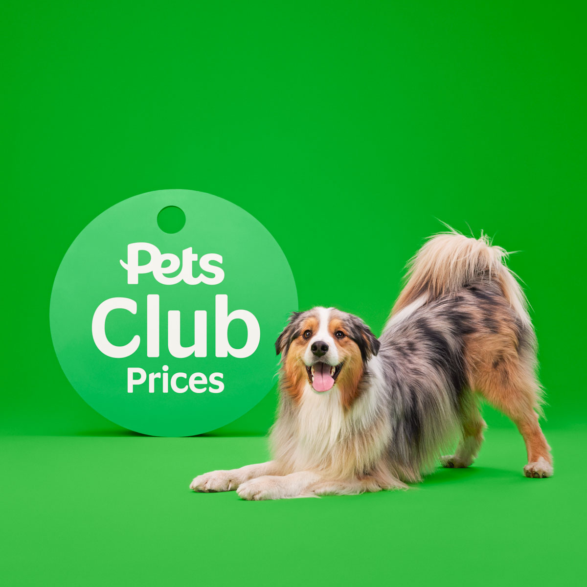 Studio photography of a Australian Shepherd posed with branded signage for a commercial pet retail campaign