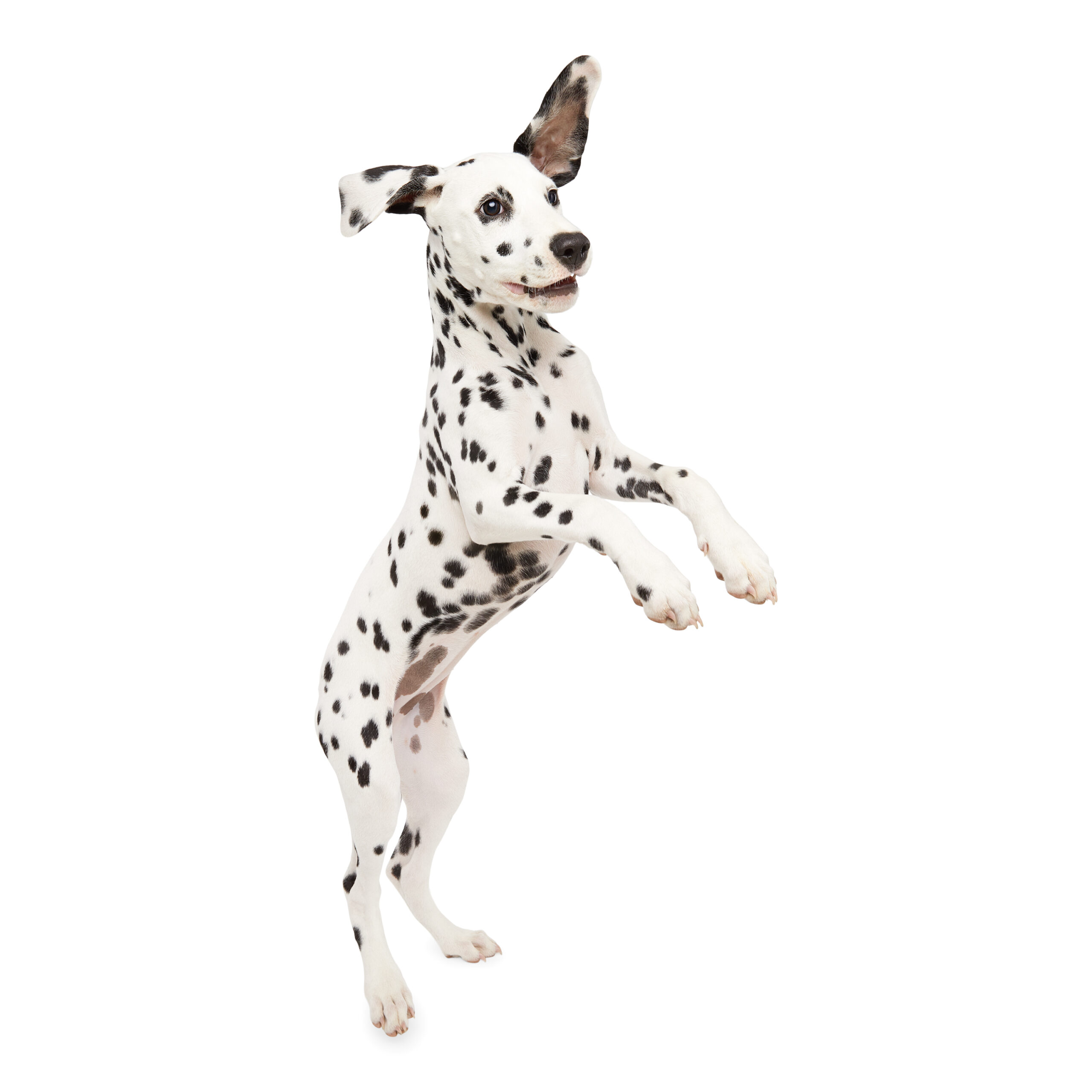 Dalmatian action pet photography – studio shoot Studio action shot of a Dalmatian jumping against a white background for a commercial pet photography campaign