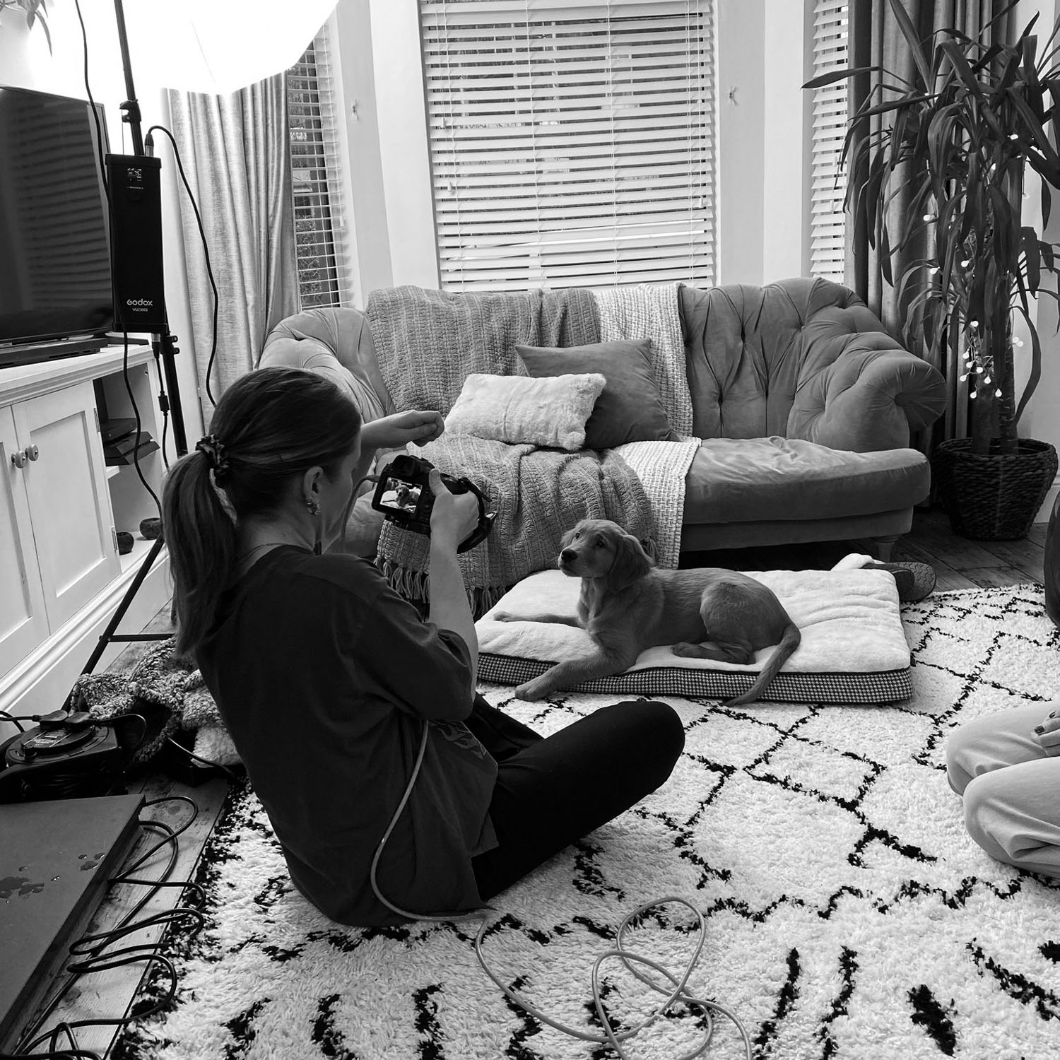 Behind-the-scenes lifestyle photography of a golden retriever photoshoot taking place in a home environment