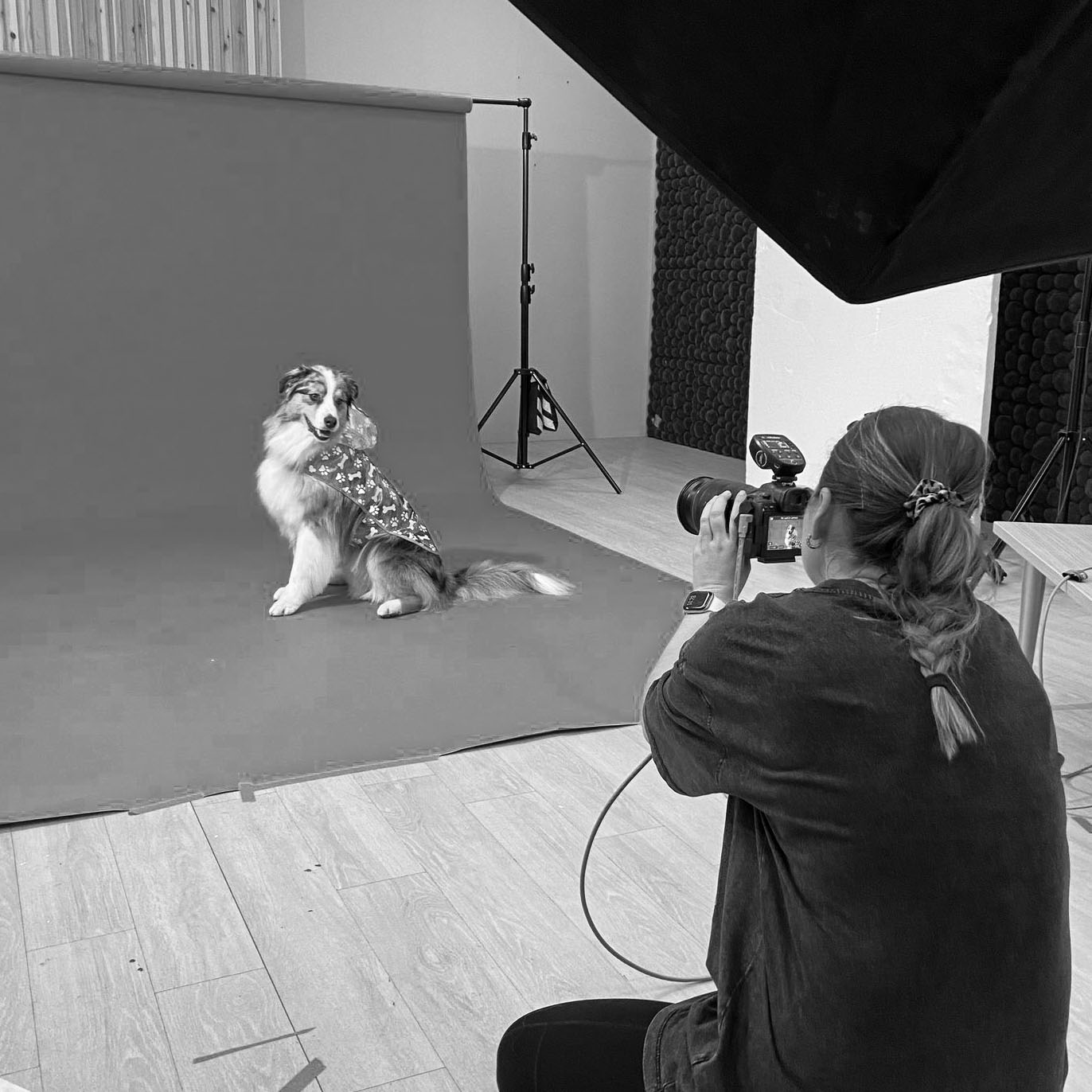Behind-the-scenes photography of a studio pet photoshoot showing lighting setup and photographer at work Australian shepherd