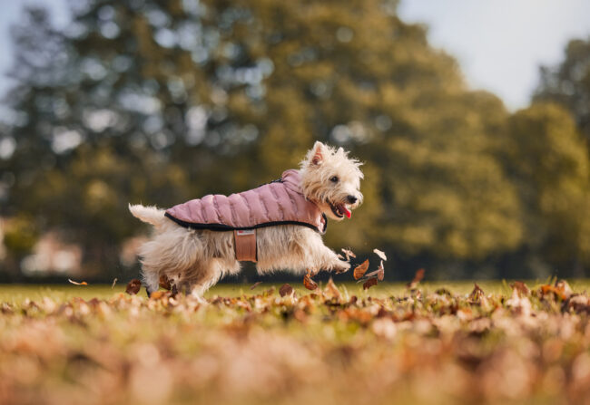 Small West Highland White Terrier dog running through autumn leaves wearing a pink coat