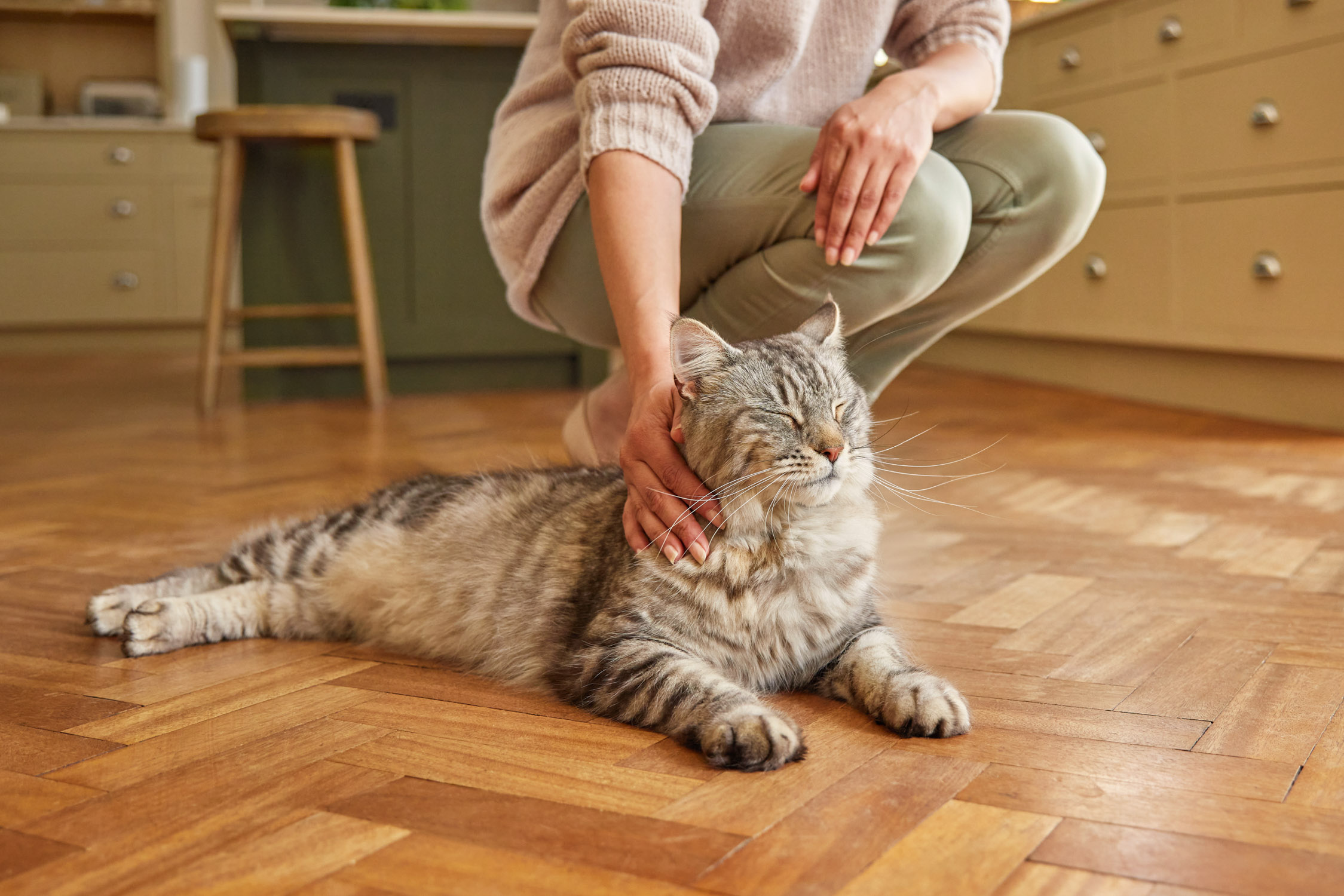 Person stroking a relaxed tabby cat indoors on a wooden floor