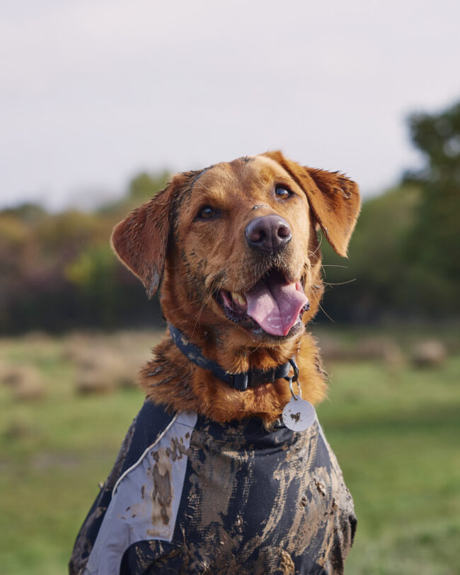 Brown Labrador dog wearing a jacket outdoors in a natural field setting