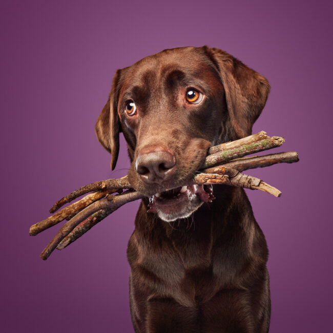 Chocolate Labrador holding sticks in mouth against a purple studio background