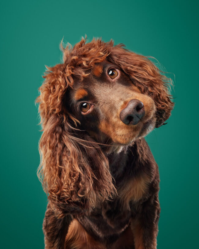 Studio portrait of a cocker spaniel dog against a green background for a commercial pet brand campaign