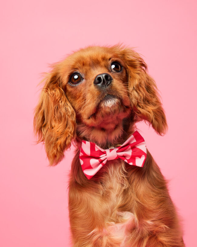 Studio portrait of a Cavalier King Charles Spaniel puppy wearing a bow tie against a pink background for a commercial pet brand campaign