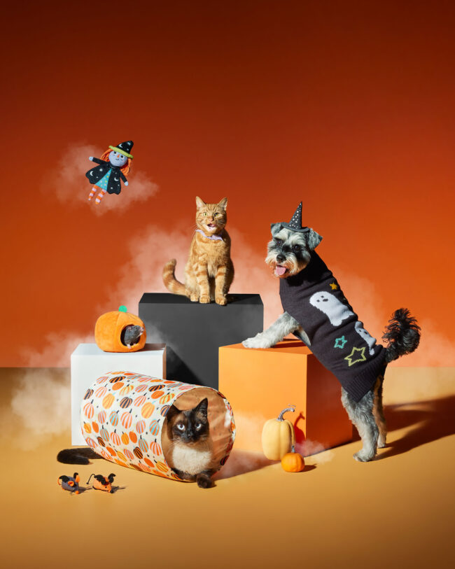 Dog and cats styled in Halloween costumes in a studio photoshoot with pumpkins and props
