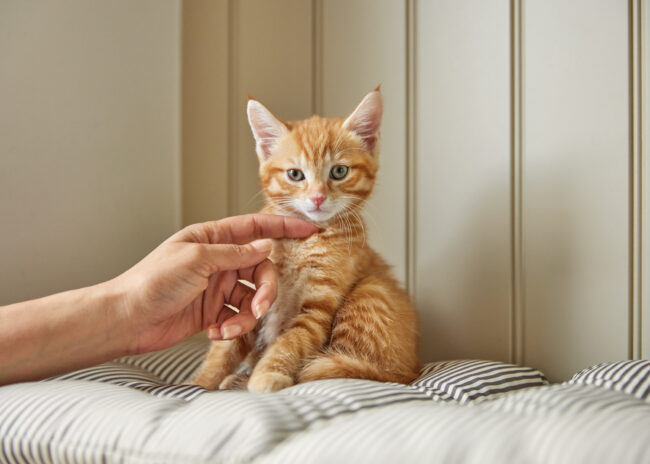 Lifestyle photography of a cat being stroked indoors in a home environment for a commercial pet brand campaign