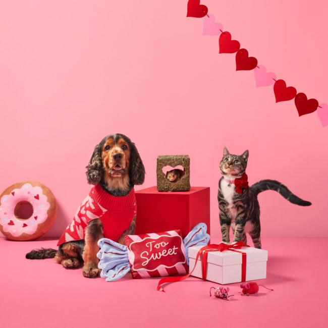 Studio photography of a show cocker spaniel, hamster and cat surrounded by Valentine’s themed props for a commercial pet brand campaign