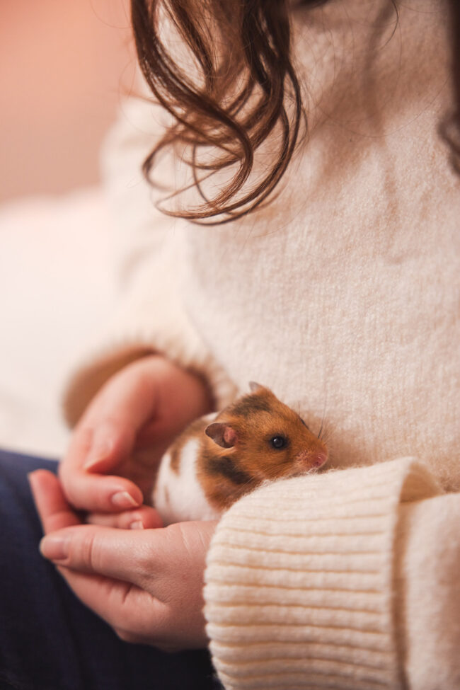 Lifestyle photography of a small pet being gently held indoors for a commercial pet brand campaign