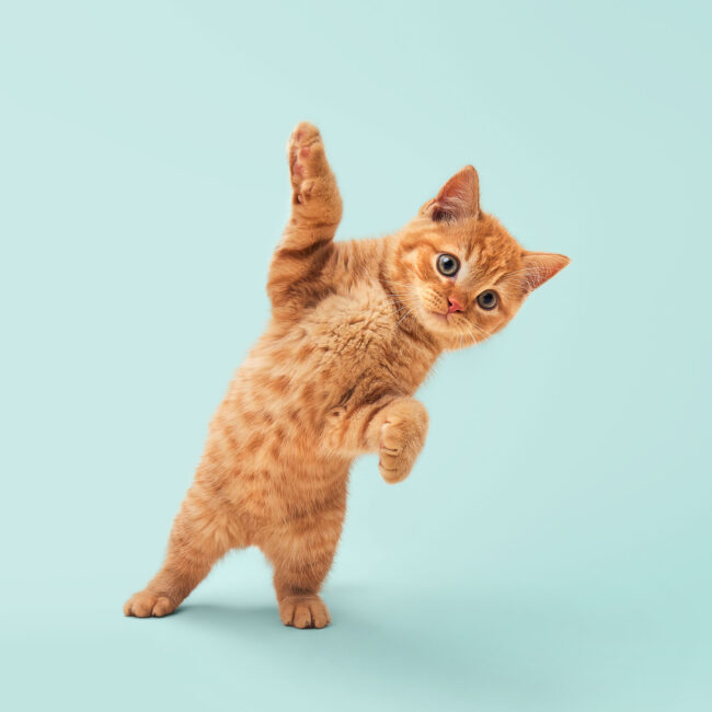 Ginger cat jumping against a pastel studio background