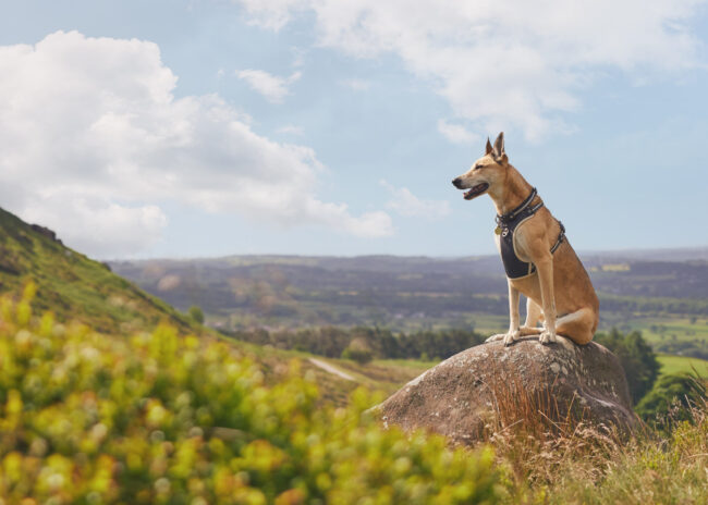 Outdoor lifestyle photography of a dog standing on a hilltop overlooking the countryside for a commercial pet brand campaign