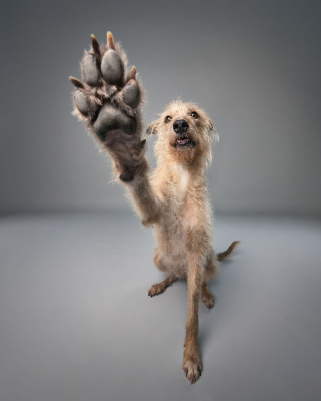 lurcher Dog jumping in studio while holding a toy