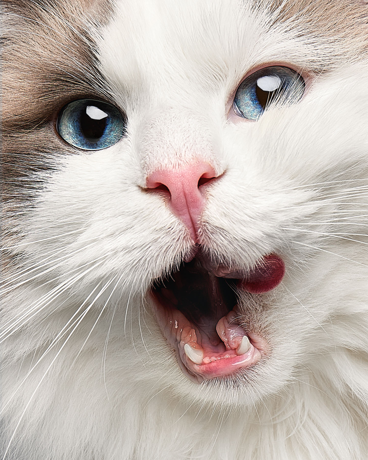 Close-up portrait of a white cat with blue eyes in studio lighting