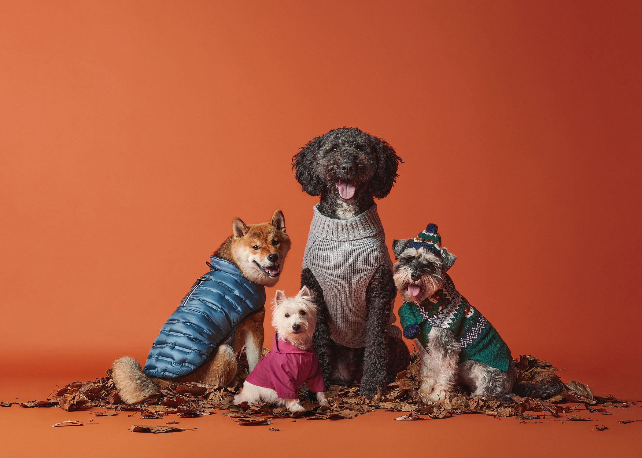 Group of dogs photographed together in a studio setting