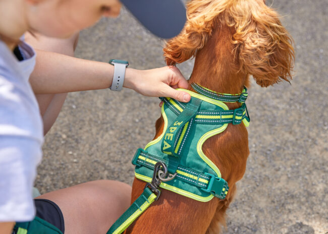 Close-up lifestyle photography of a person adjusting a dog harness for a commercial pet accessories campaign 3 peaks