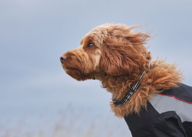 Outdoor portrait photography of a cockapoo dog looking into the distance for a commercial pet brand campaign