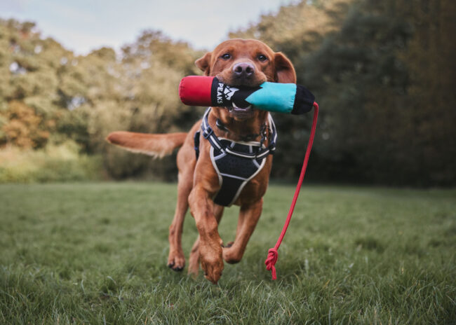 Action photography of a Labrador dog running outdoors carrying a toy for a commercial pet brand campaign 3 peaks