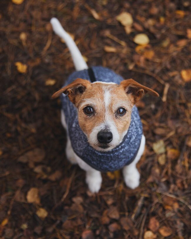 Outdoor lifestyle photography of a small dog wearing a coat in an autumn setting for a commercial pet brand campaign