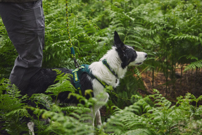 Outdoor lifestyle photography of a border collie dog wearing a harness exploring woodland for a commercial pet brand campaign