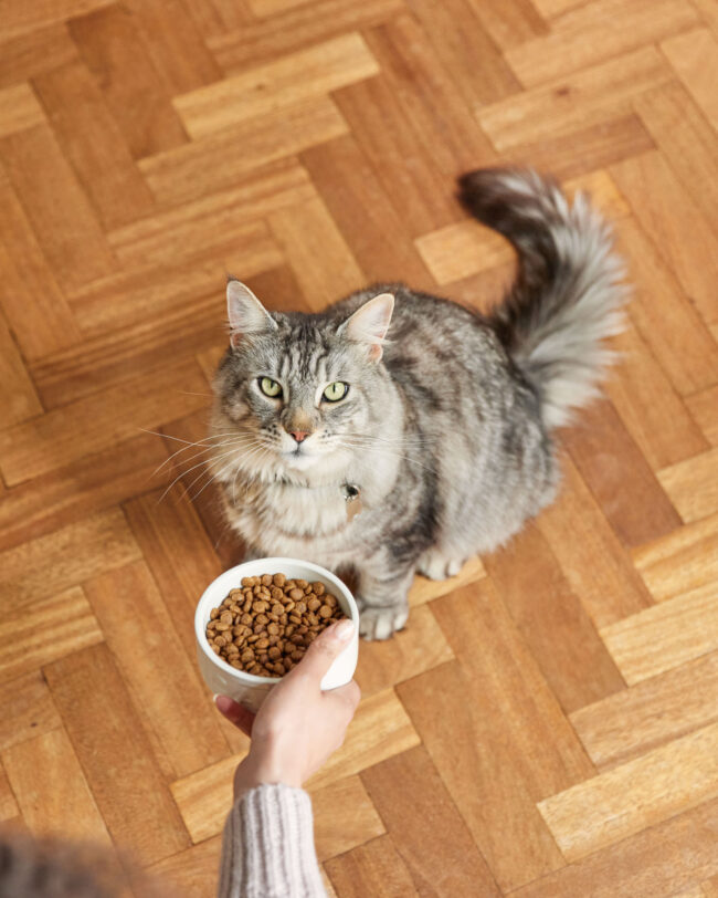 Top-down lifestyle photography of a maine coon cat looking at a bowl of dry cat food for a commercial pet food campaign
