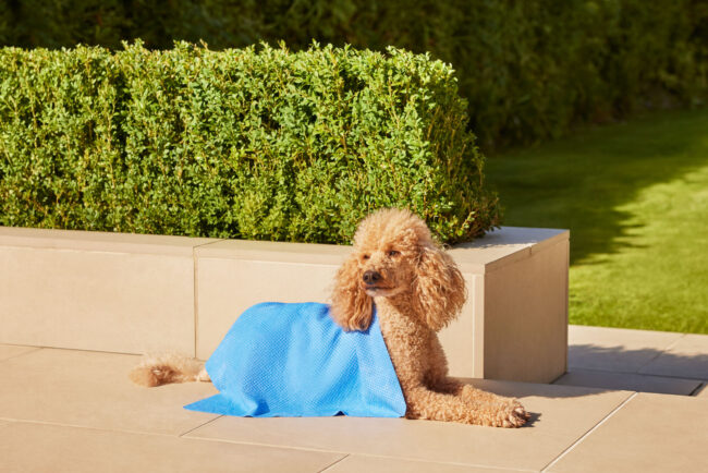 Lifestyle photography of a toy poodle dog resting in a garden beside an outdoor pet shelter for a commercial campaign