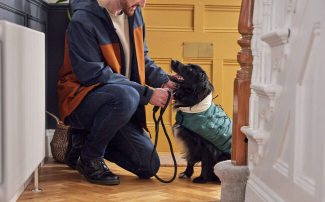 Lifestyle photography of a person fitting a cocker spaniel dog harness indoors for a commercial pet accessories campaign