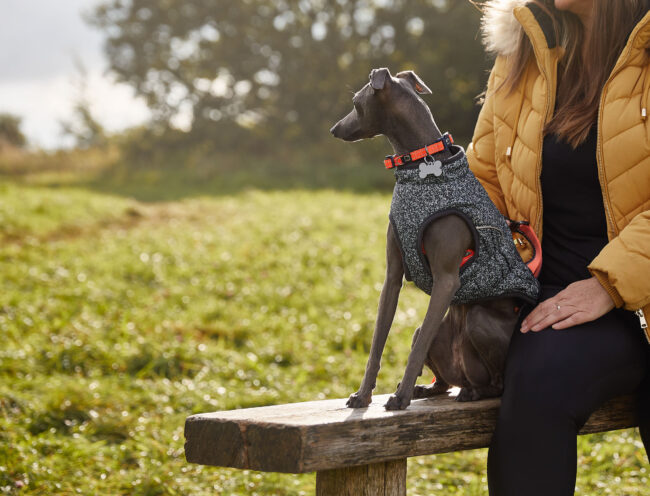 Lifestyle photography of a italian greyhound dog wearing a harness while sitting outdoors for a commercial pet accessories campaign