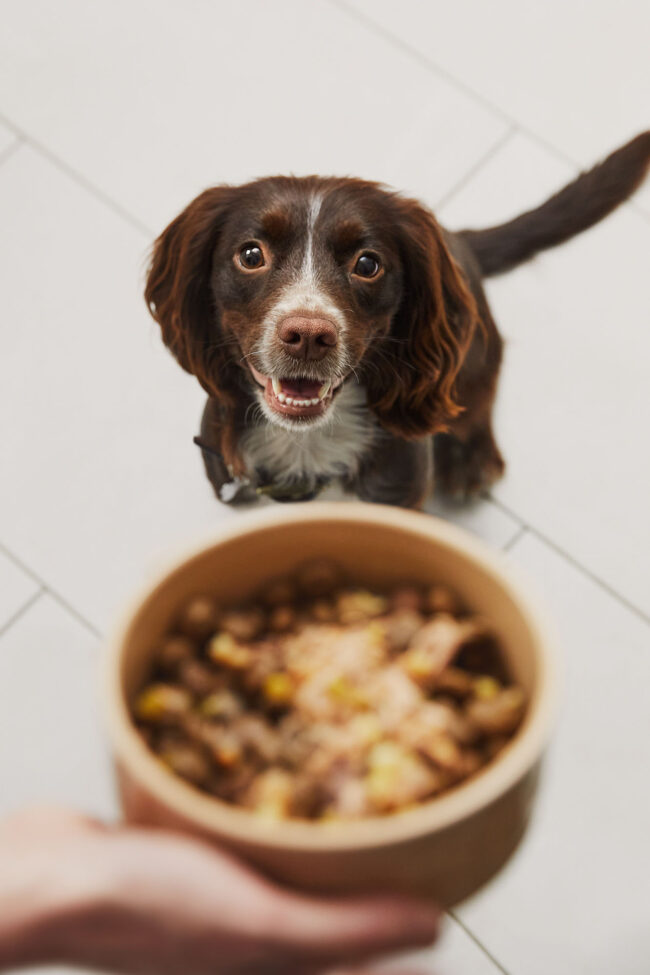 Close-up photography of a cocker spaniel dog looking at a bowl of dog food for a commercial pet food campaign