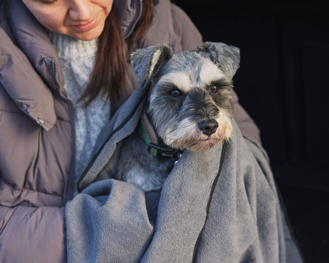 Lifestyle photography of a schnauzer dog wrapped in a blanket indoors for a commercial pet brand campaign
