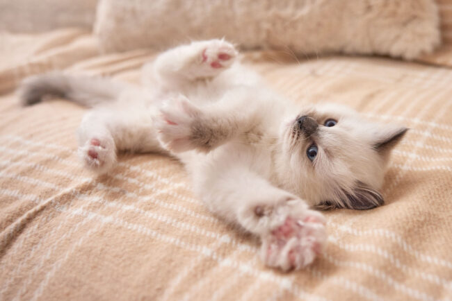 Lifestyle photography of a kitten lying on its back indoors for a commercial pet brand campaign