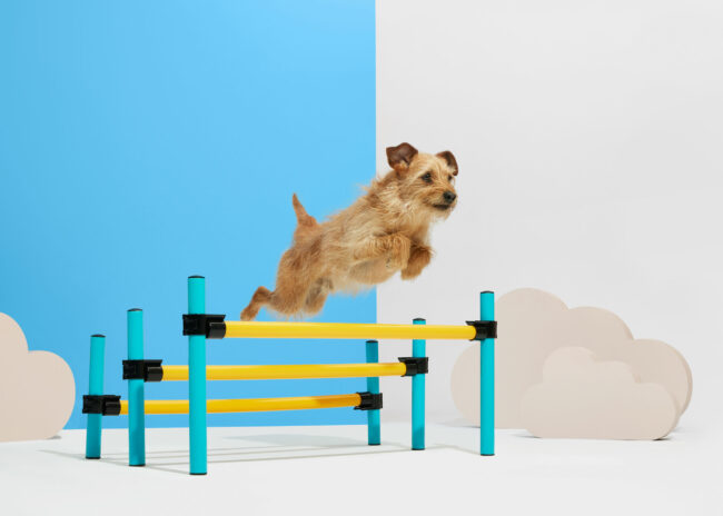 Studio action photography of a border terrier dog jumping over hurdles against a colourful background for a commercial pet brand campaign