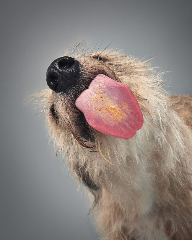 Close-up studio portrait of a dog with tongue out against a neutral background for a commercial pet brand campaign