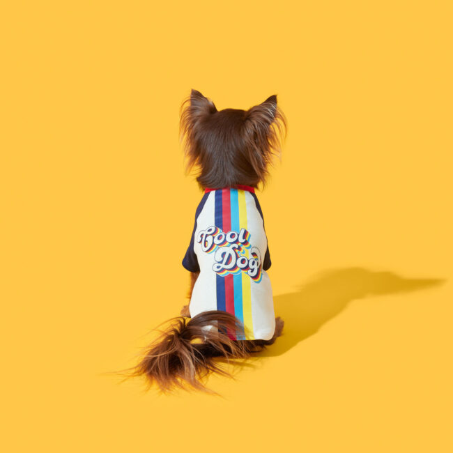 Studio photography of a Russian Toy dog wearing a coat viewed from behind against a yellow background for a commercial pet apparel campaign
