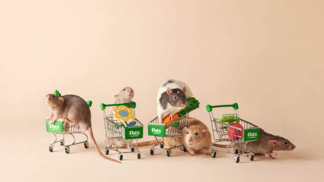 Creative studio photography of rats with miniature shopping carts for a commercial pet retail campaign
