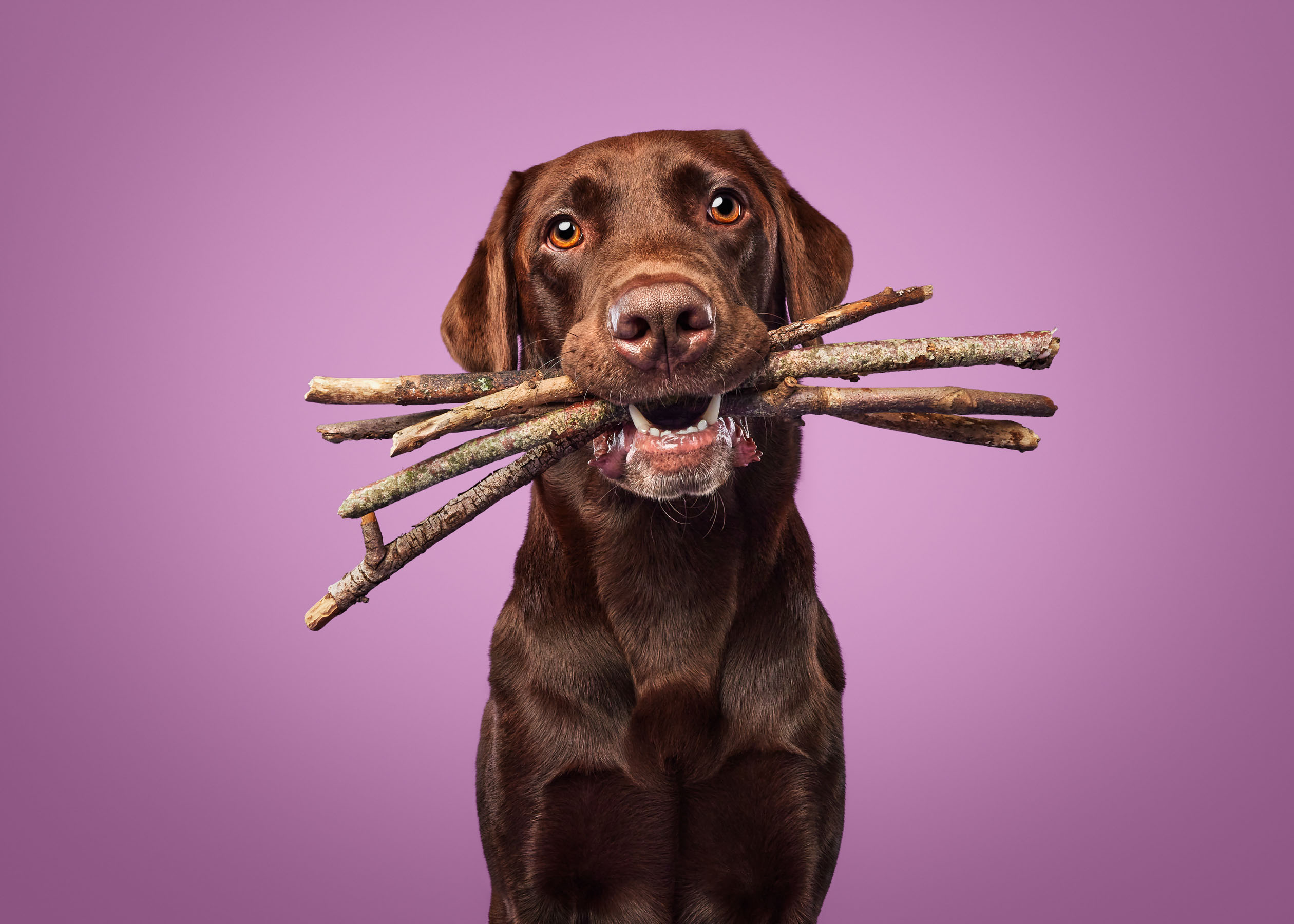 Studio portrait of a chocolate Labrador holding sticks against a purple background for a commercial pet brand campaign