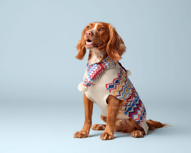 Studio portrait of a cocker spaniel wearing a patterned dog coat against a blue background for a commercial pet apparel campaign