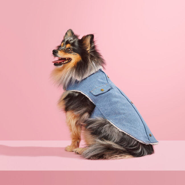 Studio portrait of a Pomeranian wearing a denim dog jacket against a pink background for a commercial pet apparel campaign