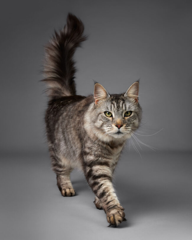 Studio portrait of a maine coon walking against a grey background for a commercial pet brand campaign