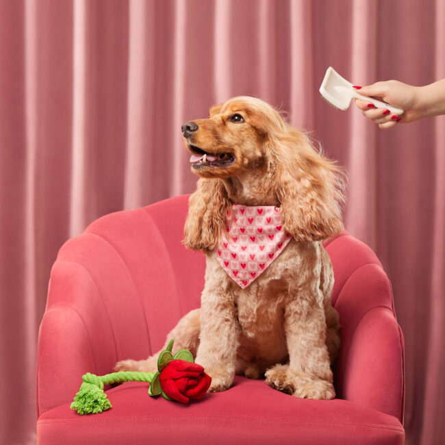 Studio portrait of a show cocker spaniel sitting in a chair with Valentine’s themed props for a commercial pet brand campaign