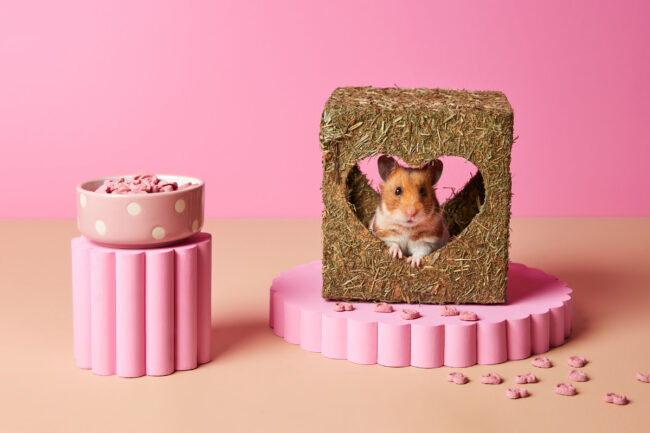 Studio photography of a hamster inside a decorative box against a pink background for a commercial pet brand campaign