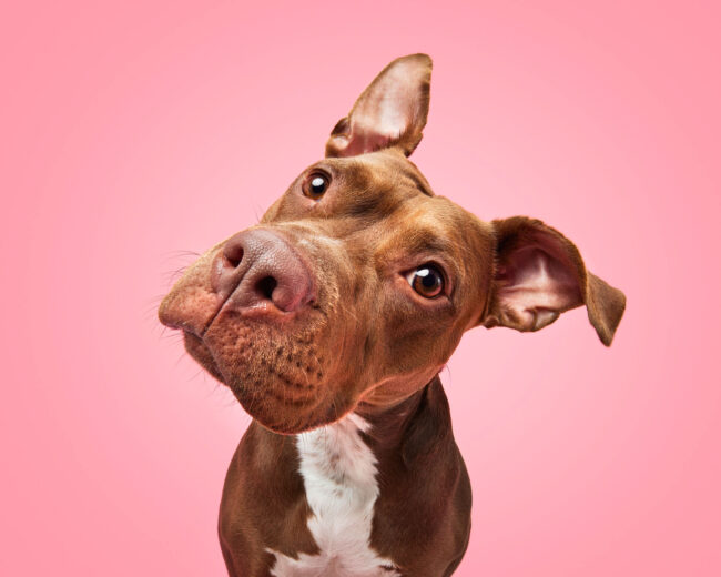 Studio close-up portrait of a dog against a pink background for a commercial pet brand campaign