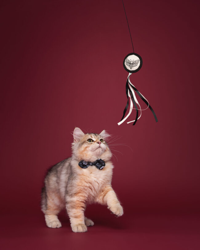 Studio photography of a cat playing with a dangling toy against a dark background for a commercial pet brand campaign