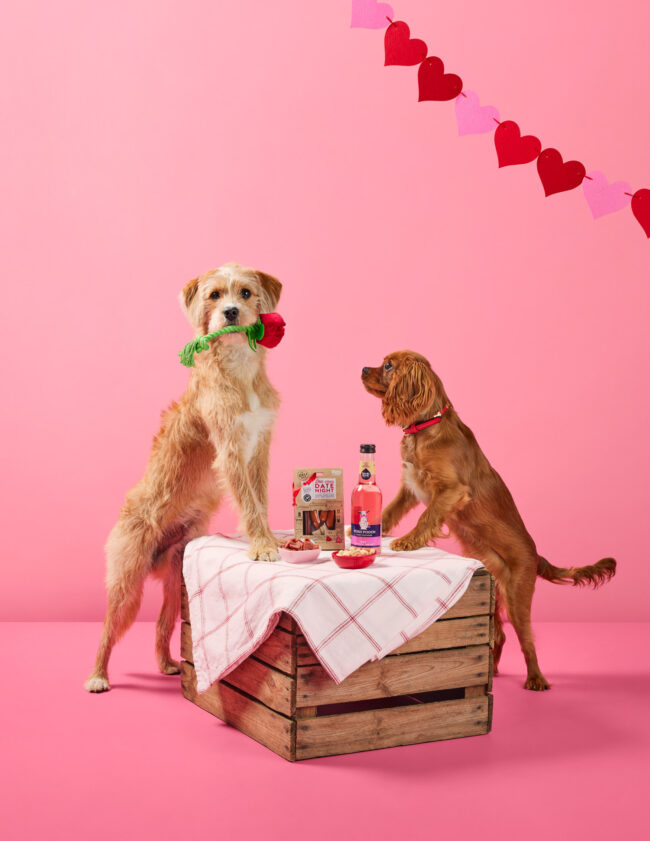 Studio photography of dogs posed at a Valentine’s themed table for a commercial pet brand campaign